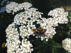 Heliothodes diminutiva