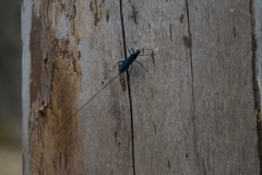 Dotocryptus bellicosus