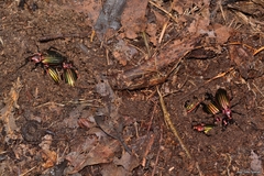 Carabus lineatus lateralis