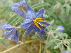 Solanum elaeagnifolium
