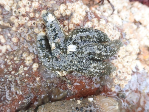 Asteriidae