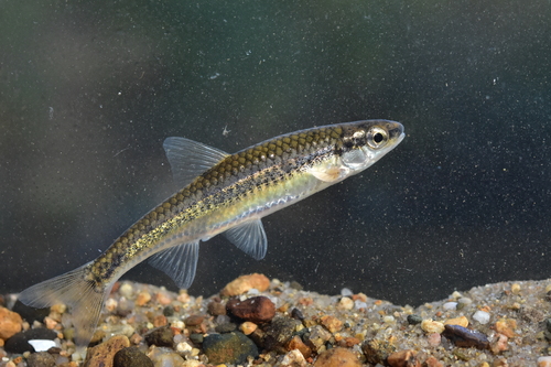 Ozark Minnow