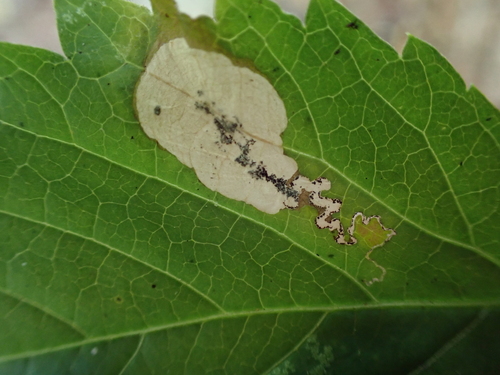 Antispila ampelopsifoliella photo 2