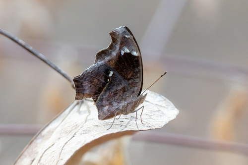 Spotted Brown Pansy photo 4