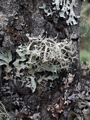 Ramalina dilacerata