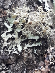 Ramalina dilacerata