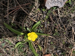 Ranunculus alismifolius