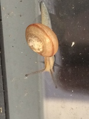 Bradybaena similaris image