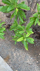 Magnolia virginiana