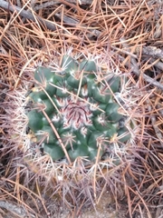 Mammillaria wagneriana