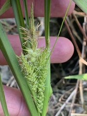 Carex vesicaria