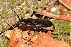 Pterostichus brevipennis
