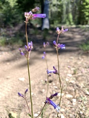 Penstemon heterodoxus