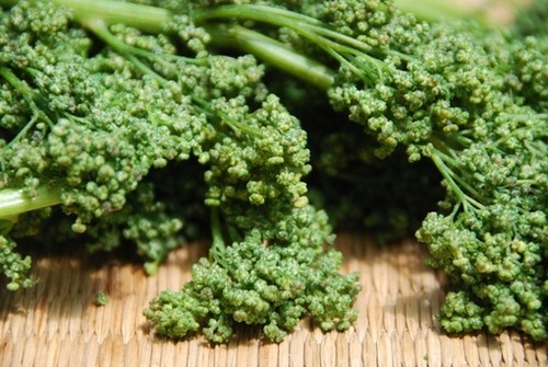 Chenopodium berlandieri var. berlandieri