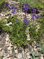 Penstemon rydbergii