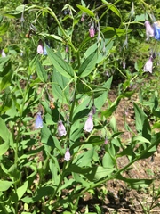 Mertensia paniculata