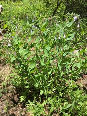 Mertensia paniculata