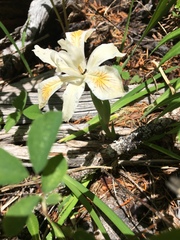 Iris chrysophylla