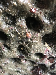 Pagurus hirsutiusculus