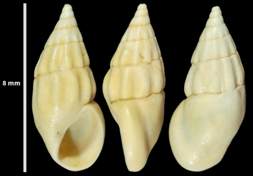 Rissoa ventricosa