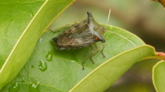 Edessa leucogramma