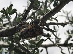 Diceroprocta eugraphica