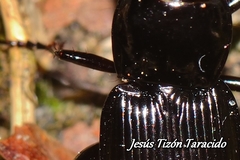 Pterostichus brevipennis