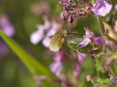 Bombylius minor