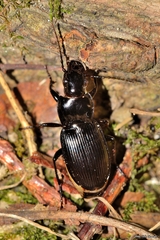 Pterostichus brevipennis