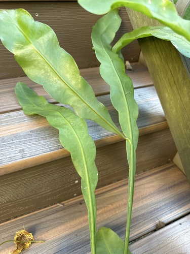 Epiphyllum oxypetalum