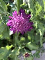 Knautia arvensis