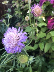 Knautia arvensis