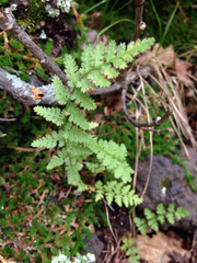 Woodsia oregana