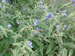 Solanum elaeagnifolium