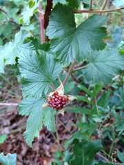 Rubus neomexicanus
