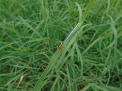 Platycnemis pennipes