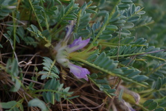 Astragalus beckerianus
