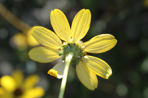 Image of Heliopsis parvifolia by (c) Rodolfo Maximiliano Gutiérrez-Sánchez, some rights reserved (CC BY)