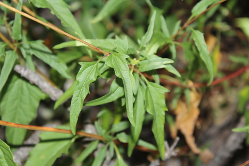 Image of Heliopsis parvifolia by (c) Rodolfo Maximiliano Gutiérrez-Sánchez, some rights reserved (CC BY)