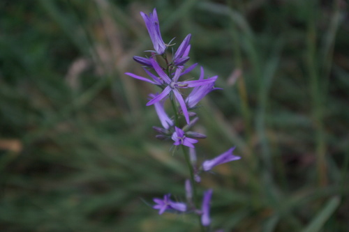 Asyneuma rigidum