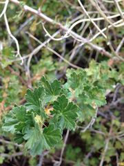 Ribes leptanthum