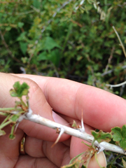Ribes leptanthum
