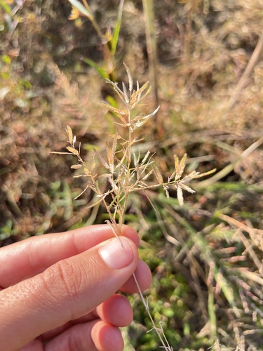 Image of Eragrostis hypnoides by (c) Nathan Aaron, some rights reserved (CC BY)