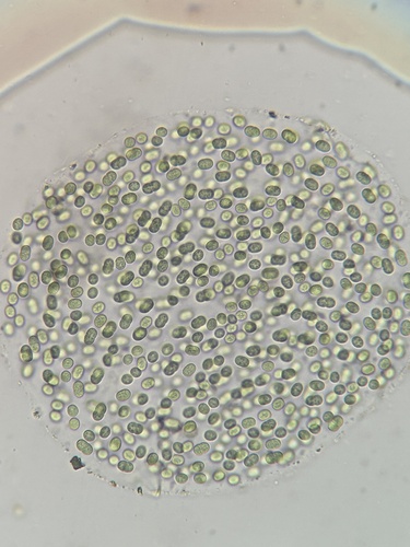 Aphanothece stagnina observed 2024-09-25
