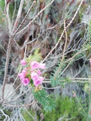 Erica abietina constantiana