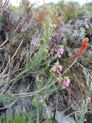 Erica abietina constantiana