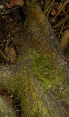 Sematophyllum