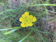 Pseudocymopterus