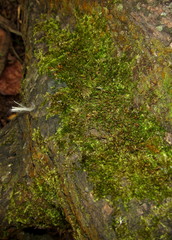 Sematophyllum