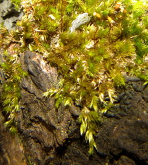 Sematophyllum